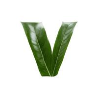 Green leaf typography text design lowercase alphabet v, photo