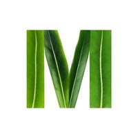 Green leaf typography text design uppercase alphabet M, photo