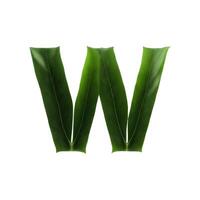 Green leaf typography text design uppercase alphabet W, AI Generative photo