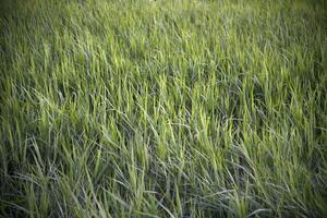 Green meadow. Beautiful green grass in the field in summer. photo