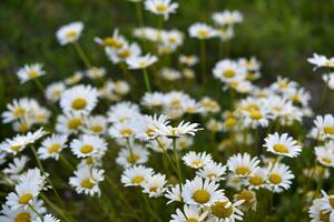 Chamomile field. Beautiful white chamomile flowers. Matricaria recutita. photo