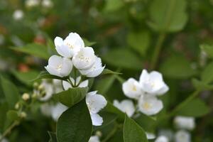 White jasmine flowers on a green bush. Large hydrangea flowers. Hydrangeaceae. Philadelphus. photo