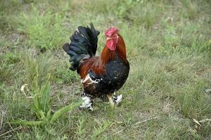 Red and black cock on the green grass. A pet rooster in the garden. photo