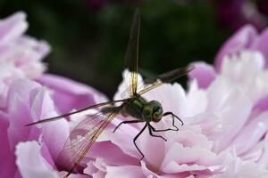 A dragonfly on a peony flower. A large dragonfly. A predatory insect. photo