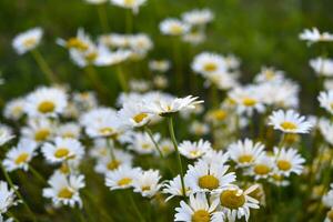 Chamomile field. Beautiful white chamomile flowers. Matricaria recutita. photo