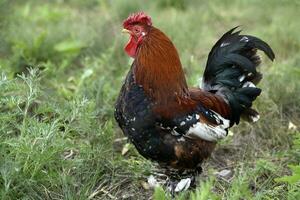 rojo y negro polla en el verde césped. un mascota gallo en el jardín. foto