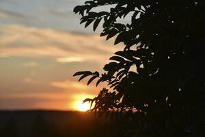 Evening sunset horizon and bushes of trees. Blue-yellow horizon and clouds.With photo