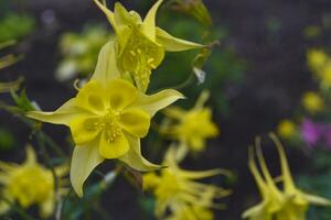 aquilegia ranunculáceas. amarillo flores de aquilegia en el verano jardín. foto