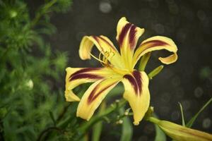 Yellow and red lilies in the summer garden. Large lily flowers. photo