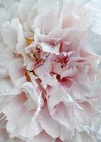 Large flowers of peonies in close-up. Background of peony petals. Beautiful flowers. photo