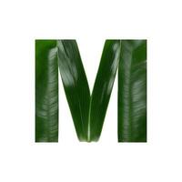 Green leaf typography text design uppercase alphabet M, photo