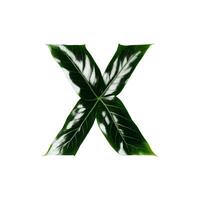 Green leaf typography text design uppercase alphabet X, photo