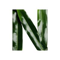 Green leaf typography text design uppercase alphabet N, photo
