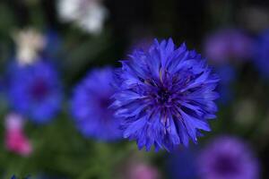 Centaurea paniculata. Aster flowers in the garden. Multicolored small Asteraceae flowers. photo