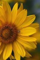 Yellow flower and spider. Round yellow flower in the garden. photo