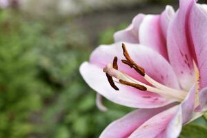 Red and white lily flowers. Red lilies. A beautiful bouquet of lilies. photo