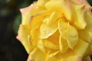 Yellow rose after the rain. A beautiful rose in drops of water. Flowers close-up. photo