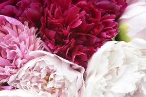 Large flowers of peonies in close-up. Background of peony petals. Beautiful flowers. photo