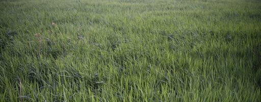 Green meadow. Beautiful green grass in the field in summer. photo