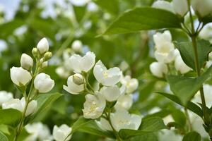 White jasmine flowers on a green bush. Large hydrangea flowers. Hydrangeaceae. Philadelphus. photo