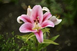 Red and white lily flowers. Red lilies. A beautiful bouquet of lilies. photo