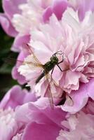 A dragonfly on a peony flower. A large dragonfly. A predatory insect. photo