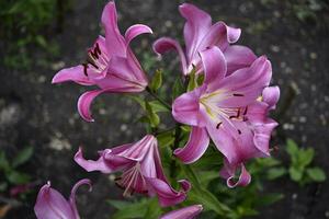 Red and white lily flowers. Red lilies. A beautiful bouquet of lilies. photo