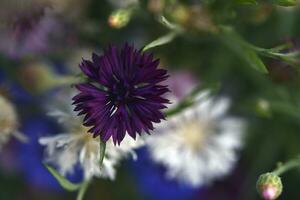 Centaurea paniculata. Aster flowers in the garden. Multicolored small Asteraceae flowers. photo