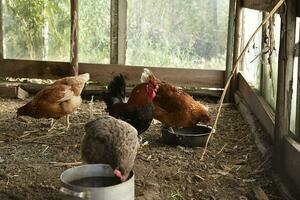 Doméstico pollos en el cooperativa. rojo pollo. foto