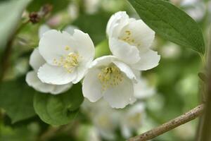 White jasmine flowers on a green bush. Large hydrangea flowers. Hydrangeaceae. Philadelphus. photo