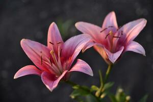 Red and white lily flowers. Red lilies. A beautiful bouquet of lilies. photo