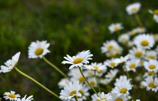 Chamomile field. Beautiful white chamomile flowers. Matricaria recutita. photo