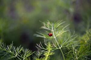 The red beetle. Ladybug on lettuce leaves. photo