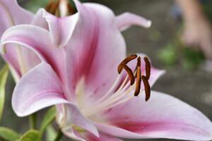 Red and white lily flowers. Red lilies. A beautiful bouquet of lilies. photo