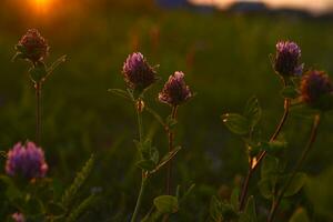 Meadow clover flowers in the sunlight. Meadow clover in the setting sun. photo