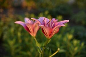 Red and white lily flowers. Red lilies. A beautiful bouquet of lilies. photo