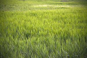 Green meadow. Beautiful green grass in the field in summer. photo