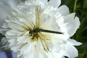 A dragonfly on a peony flower. A large dragonfly. A predatory insect. photo