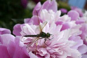 A dragonfly on a peony flower. A large dragonfly. A predatory insect. photo