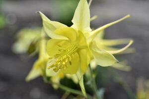 aquilegia ranunculáceas. amarillo flores de aquilegia en el verano jardín. foto