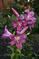Red and white lily flowers. Red lilies. A beautiful bouquet of lilies. photo
