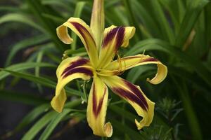 Yellow and red lilies in the summer garden. Large lily flowers. photo