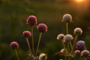 Meadow clover flowers in the sunlight. Meadow clover in the setting sun. photo