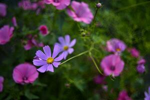 vistoso flores de cosmea en el verano jardín. astra es en el caja. diferente flores son su ramo. foto