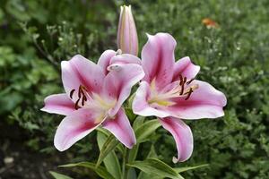 Red and white lily flowers. Red lilies. A beautiful bouquet of lilies. photo