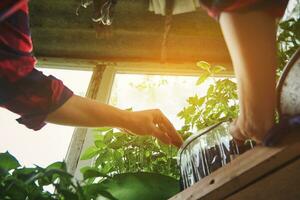 Beautiful sunlight falling in an old country home greenhouse during cultivation seedlings by unrecognizable gardener photo