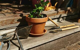 Still life of gardening tools and a clay pot with planted mint leaves lying at the doorstep in a wooden gazebo photo
