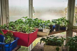 de cerca de coles de plantas crecido en suelo y variedad de plántulas en conserva en fecundado suelo en antiguo país hogar invernadero foto