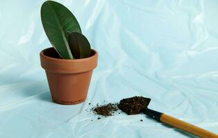 A potted house plant next to a garden shovel with scattered soil on the background of a transparent protective film photo