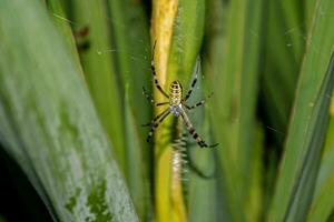 Spider on the green leaves in the garden, closeup of photo